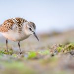 Biegus malutki Little Stint (Calidris minuta) in flight over wetlands, with distinctive short, straight bill and black legs
