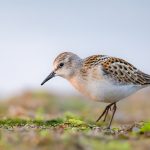 Biegus malutki Little Stint (Calidris minuta) in flight over wetlands, with distinctive short, straight bill and black legs