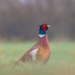 Common Pheasant (Phasianus colchicus) in its natural habitat, with colorful plumage and a long tail, characteristic of males