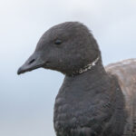 Brant Goose (Branta bernicla) in flight over the coast, with distinctive black head and white collar.
